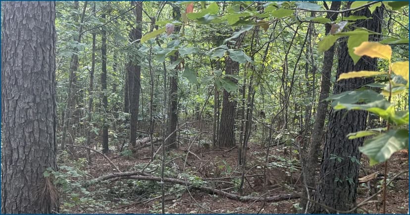 42.5 Acres (Tract 2) in Choctaw County in Stewart, MS