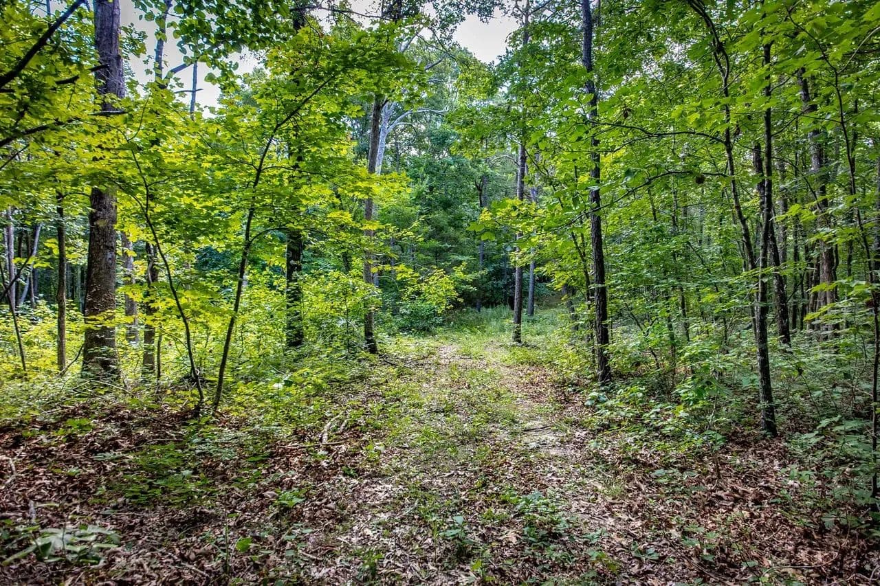 120 +/- Acres | Timber with Trails and Creek | Clinton, AR | Van Buren County - Clinton, Arkansas, 72031