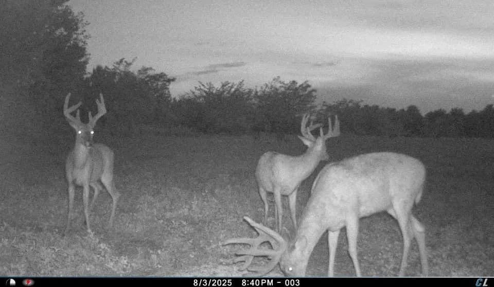 34-Acre Retreat with Tillable Acreage, Timber, Water, & Wildlife Habitat – Montgomery County - Bellflower, Missouri, 63333