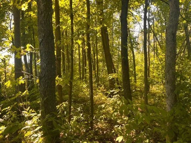 Vacant Land in Woodville - Woodville, Wisconsin, 54028