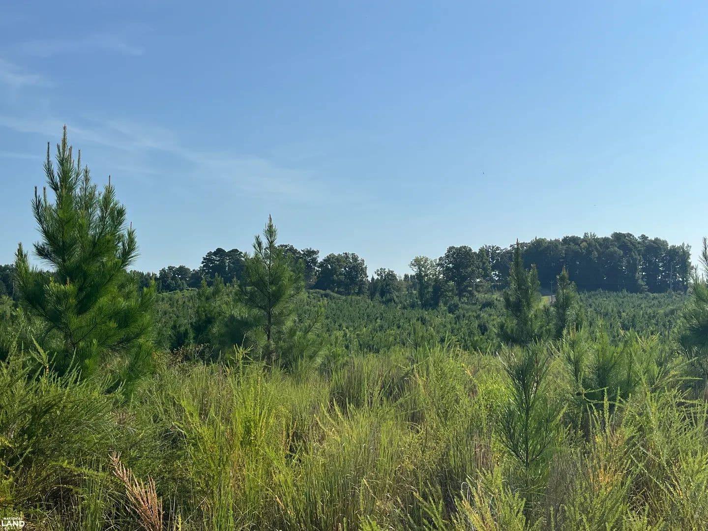 Prime Hwy 17 Development, Timber & Recreation - Reform, Alabama, 35481
