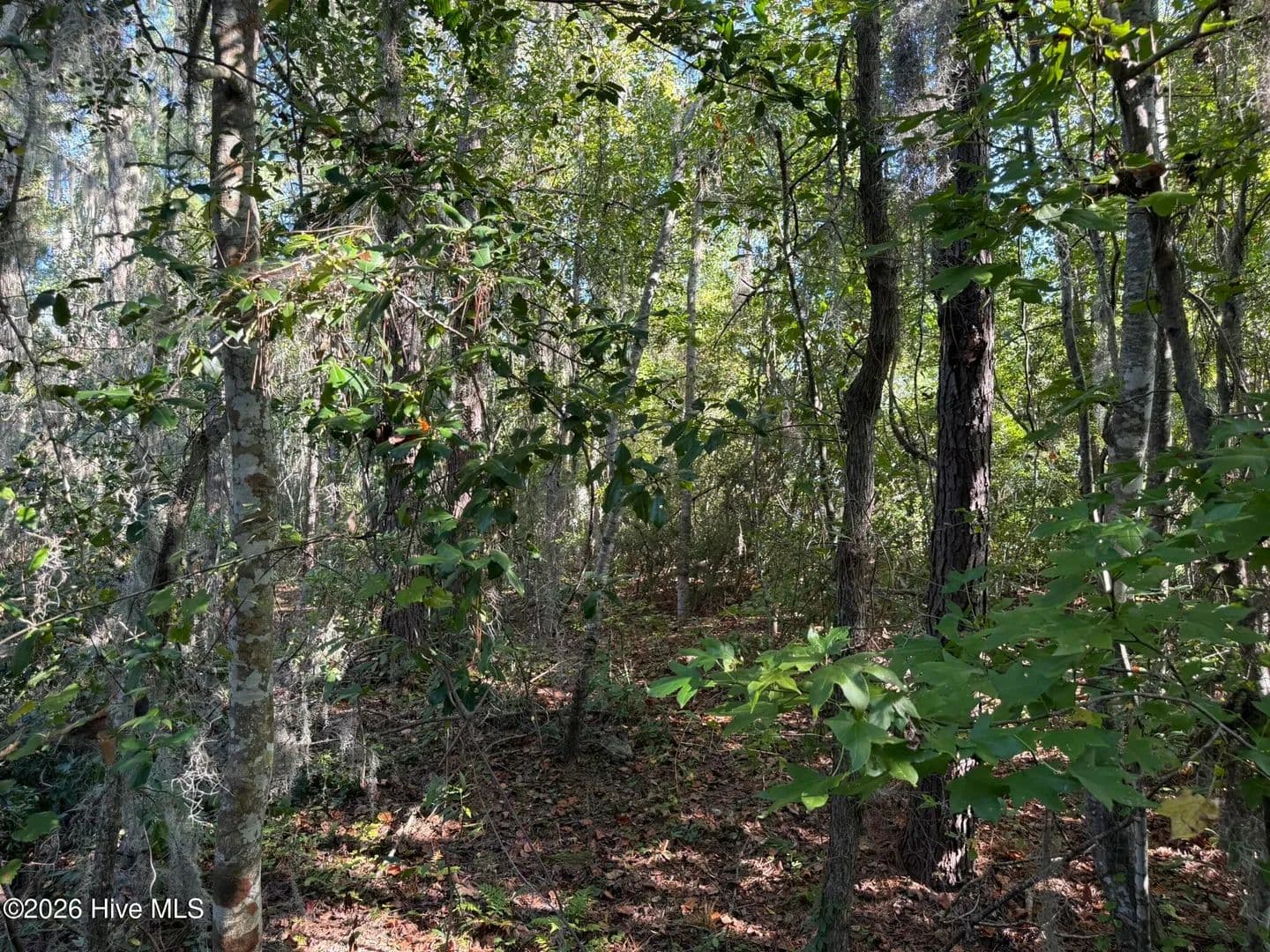 Vacant Land in Blounts Creek - Blounts Creek, North Carolina, 27814