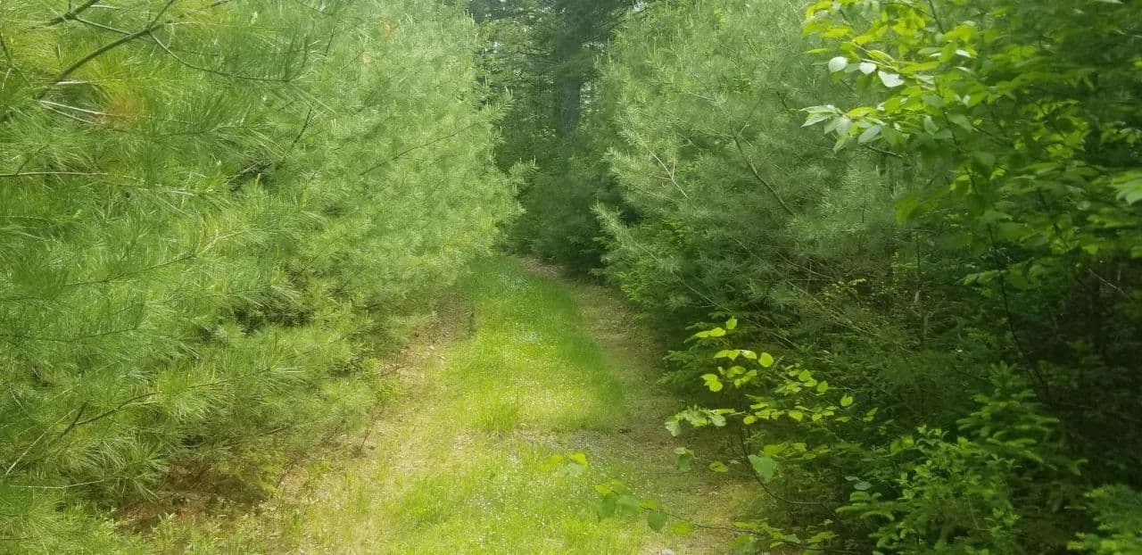 Land -Single Family Acreage in Penobscot - Penobscot, Maine, 04476