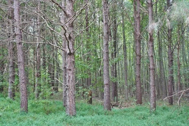 Sulligent +/- 190 Acre Tract