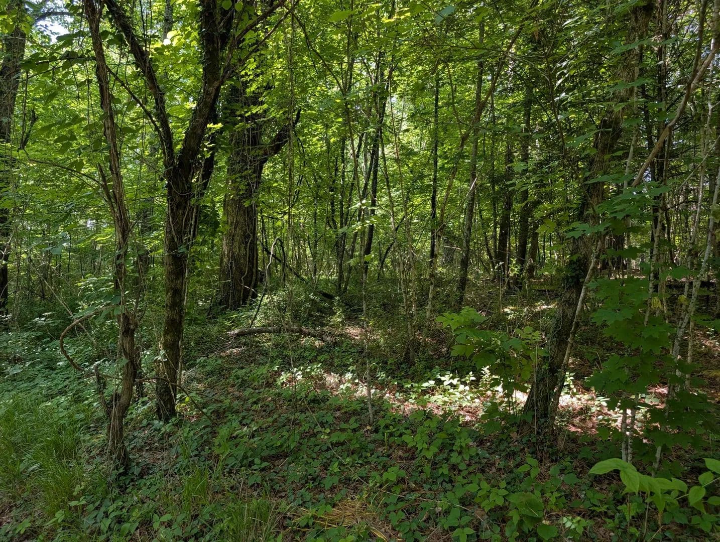 Land -Agricultural (Not Zoned) in Tracy City - Tracy City, Tennessee, 37387