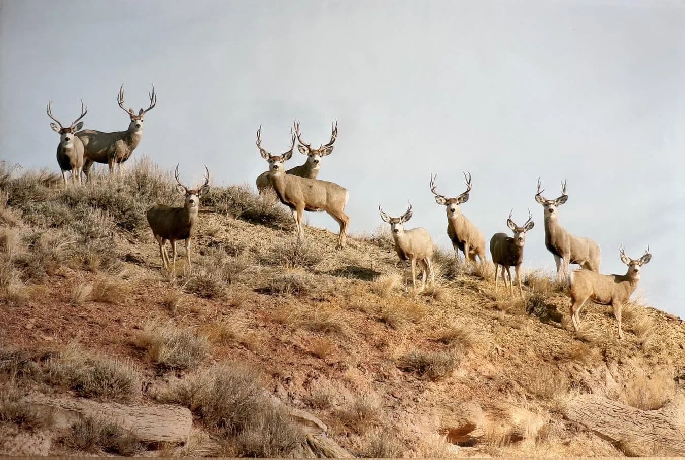 Premier Wyoming Trophy Mule Deer Hunting Property - Sheridan, Wyoming, 82801