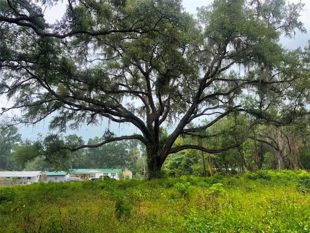 Vacant Land in Summerfield - Summerfield, Florida, 34491