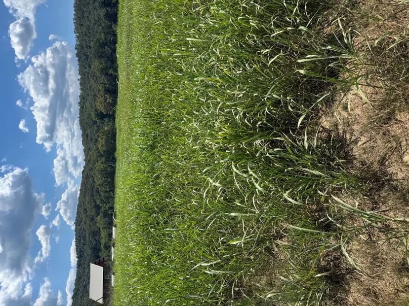 Vacant Land in Guion
