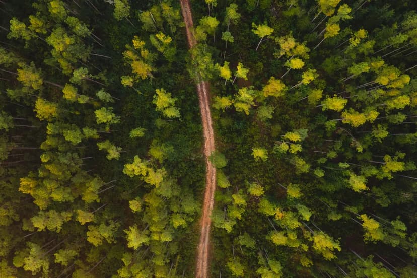 160± Acres in Jefferson Davis County, MS