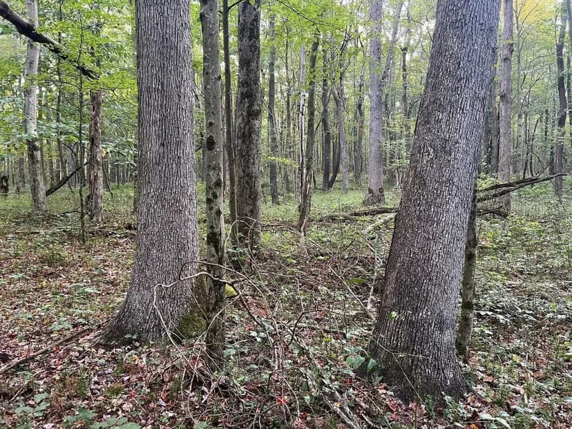 Ohiopyle's White Oak Haven