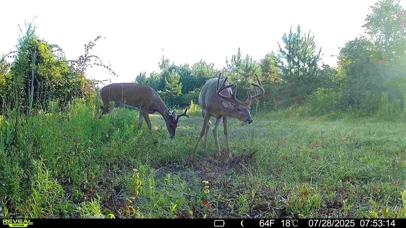 56.36 +/- Ac Land for Sale Dodge County, GA