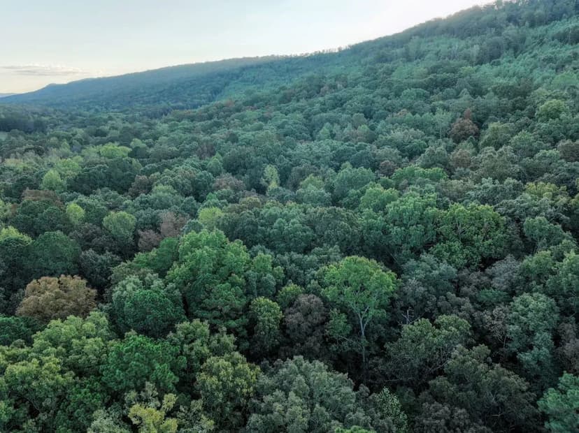 Sumatanga Bottoms 77 +/- Acres St. Clair