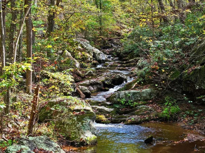 Turkeycock Timberline: 278+/- Acre Mountain Property with Planted Pine, Creeks, and Public Land Access in Franklin County, VA