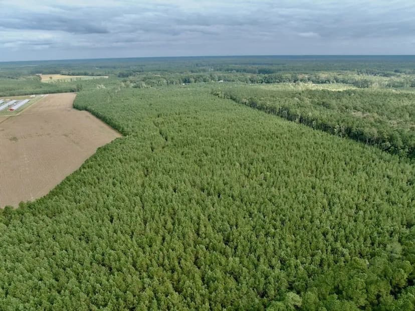 UNDER CONTRACT!!  54.42 acres of Recreational and Residential Land for Sale in Gates County NC!