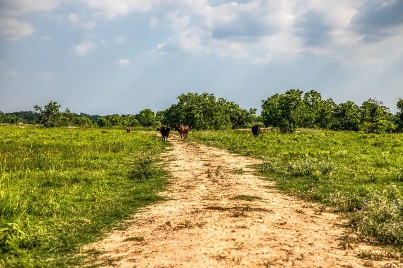 Schmidt Road Ranch in Waller, Texas - photo 17
