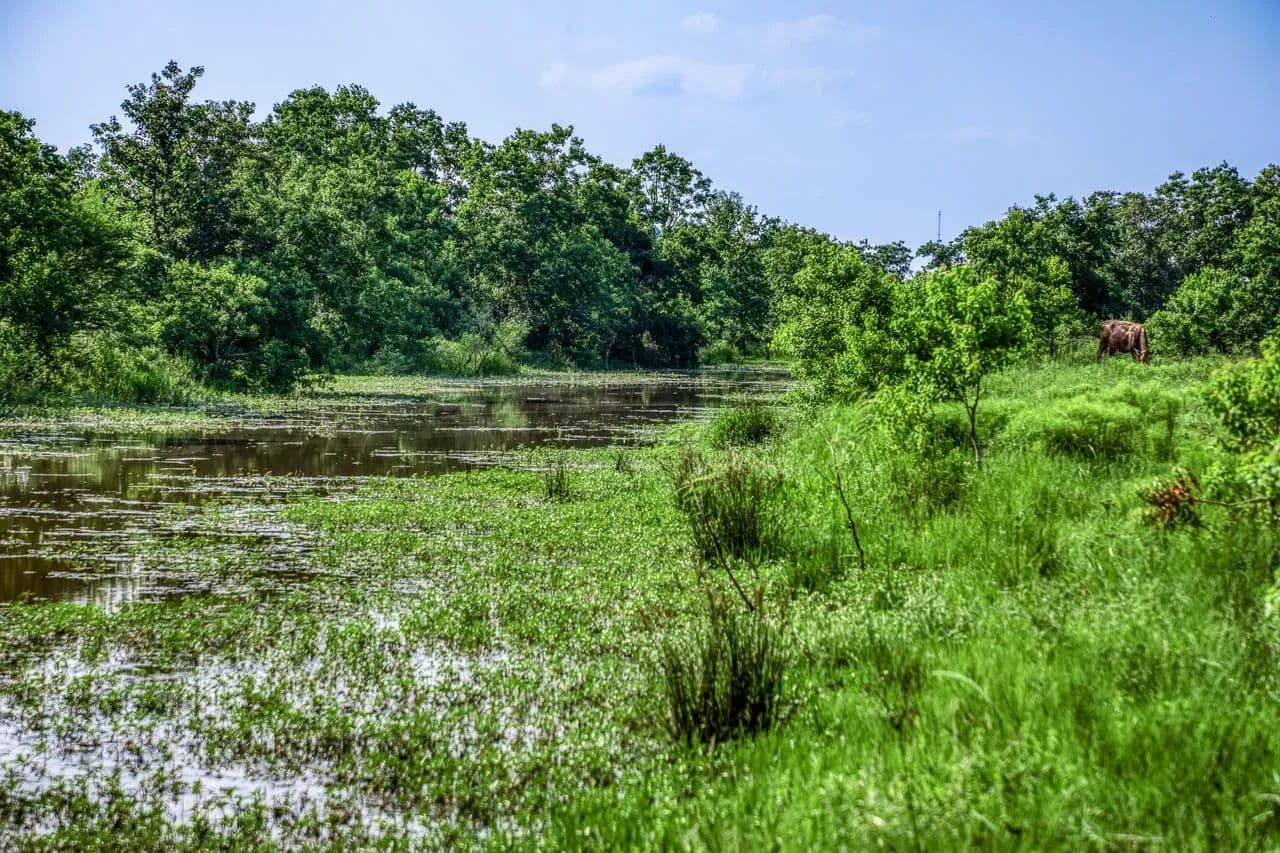 Schmidt Road Ranch in Waller, Texas - photo 10