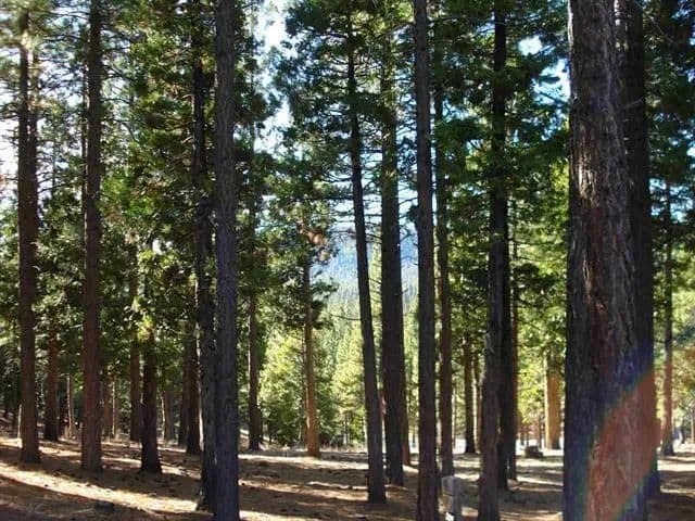 Vacant Land in Portola - Portola, California, 96122