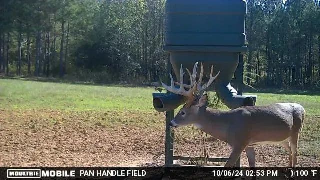Sugar Creek Trophy Farm in Centre, Alabama - photo 29
