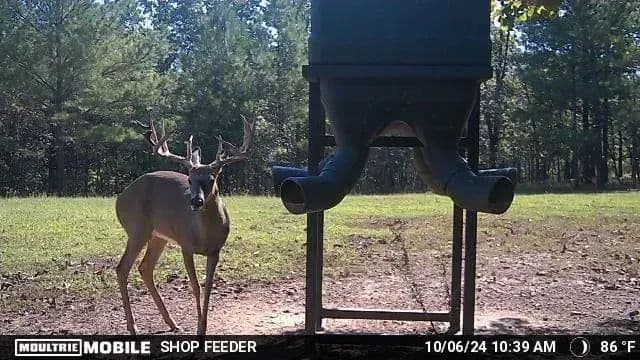 Sugar Creek Trophy Farm in Centre, Alabama - photo 32