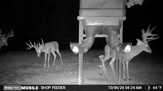 Sugar Creek Trophy Farm in Centre, Alabama - photo 26