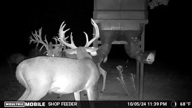 Sugar Creek Trophy Farm in Centre, Alabama - photo 35