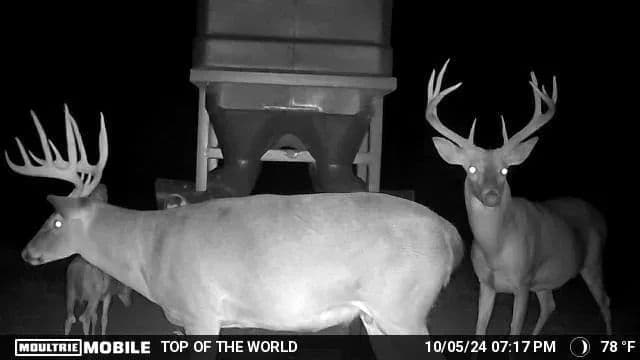 Sugar Creek Trophy Farm in Centre, Alabama - photo 34