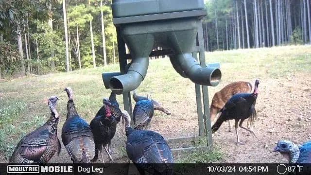 Sugar Creek Trophy Farm in Centre, Alabama - photo 40