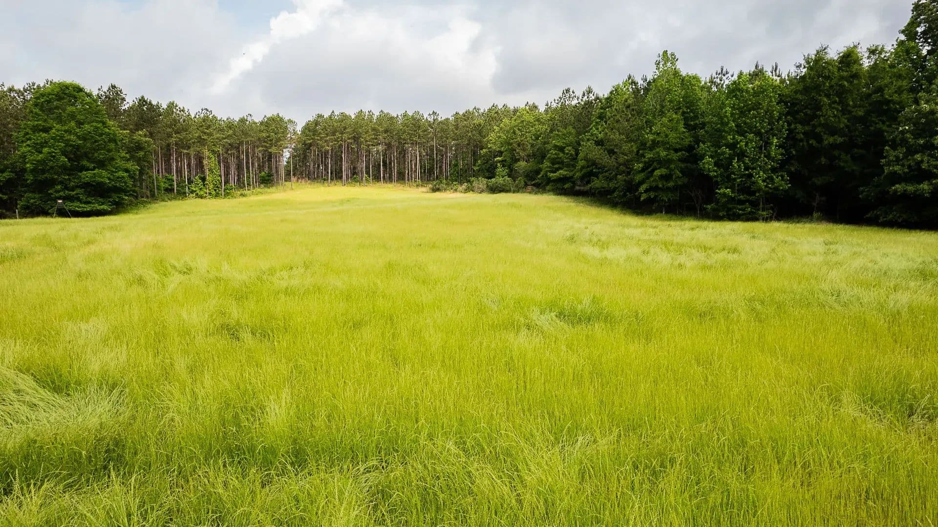 Sugar Creek Trophy Farm in Centre, Alabama - photo 20