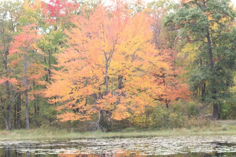 Vacant Land in Maple Twp