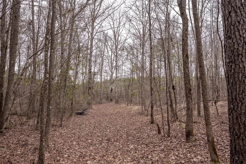 Central MS Hunting and Timber