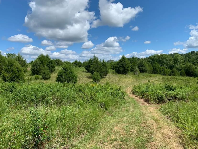 Rural 3.5 Ac. Lot Collinsville, AL