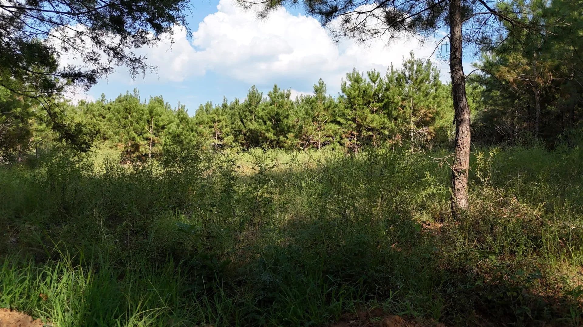 5.51 Acres of Land for Sale in Long Branch, Texas - Long Branch, Texas, 75669
