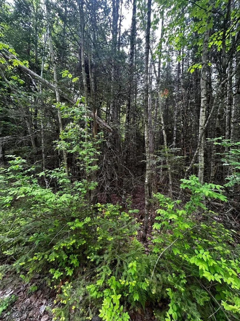 3.5 Acres of Land for Sale in Newport, Maine - Newport, Maine, 04953