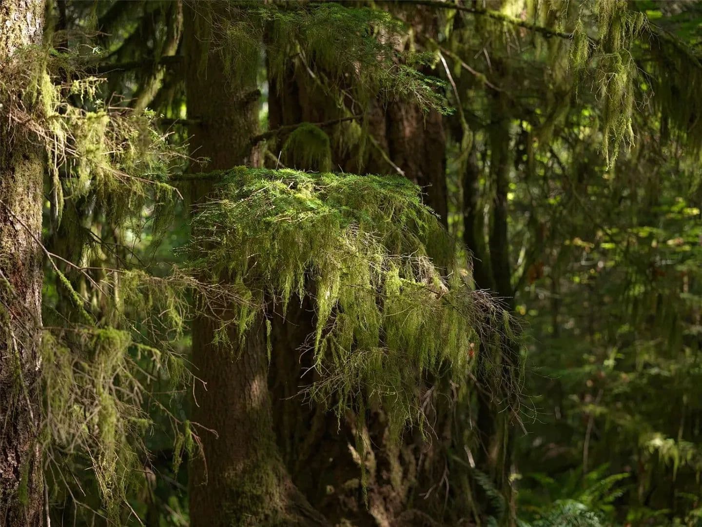 53 Acres of Timberland on the Washougal River for Sale - Skamania County, WA Land for Sale - Washougal, Washington, 98671