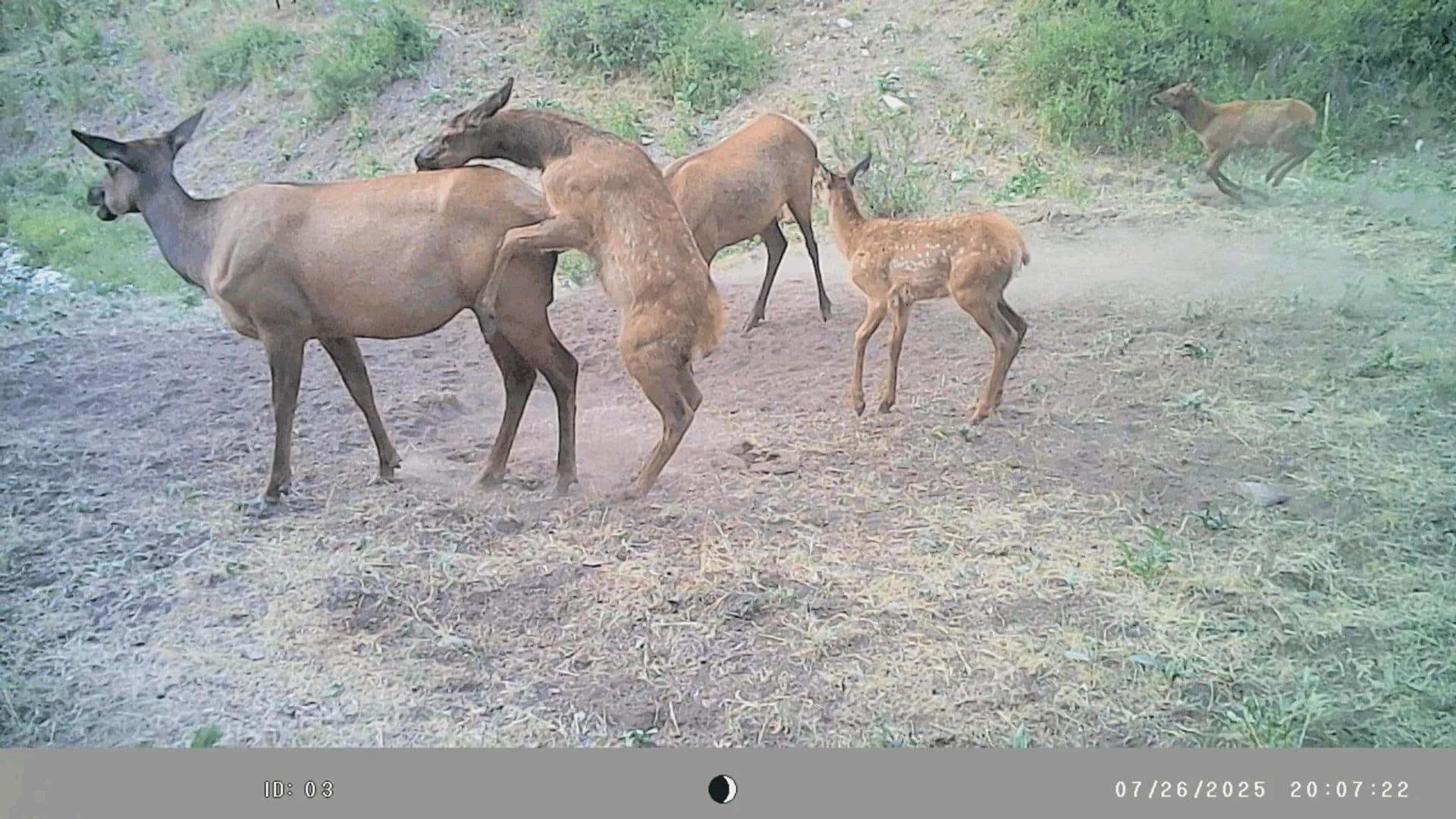 Bugle Canyon Ranch - Rifle, Colorado, 81650