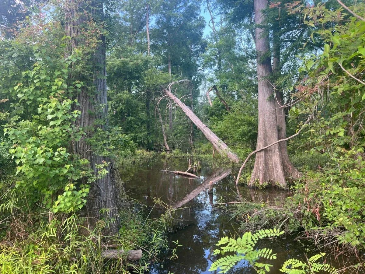 Forest River 23 - Merryville, Louisiana, 70653