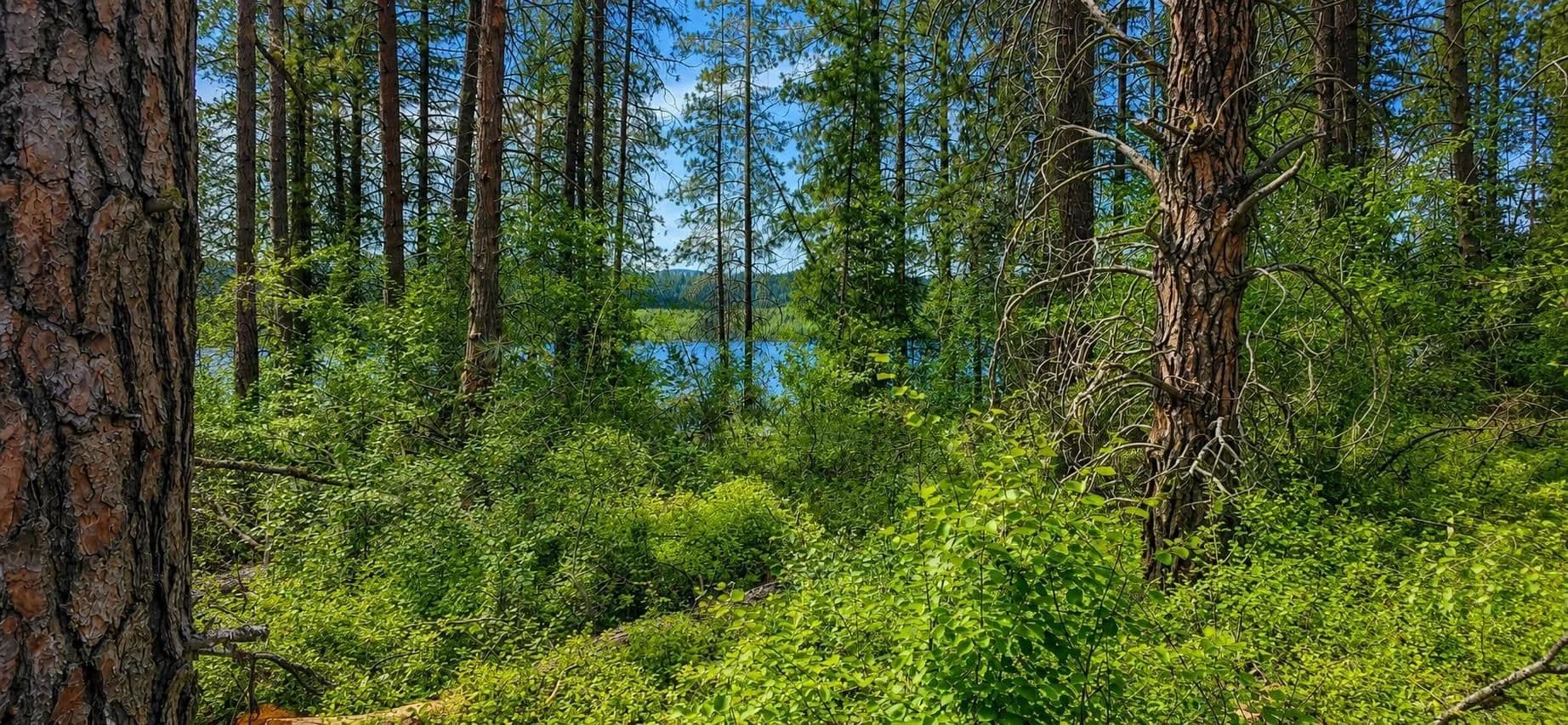 0.33 Acres of Land for Sale in Gifford, WA - Gifford, Washington, 99131