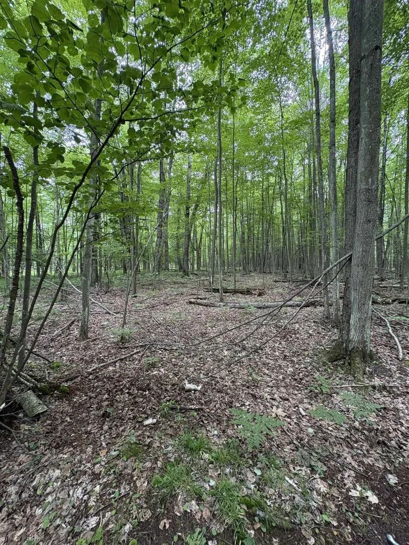 40 Acres of Land for Sale in Beaverton, MI - Beaverton, Michigan, 48612