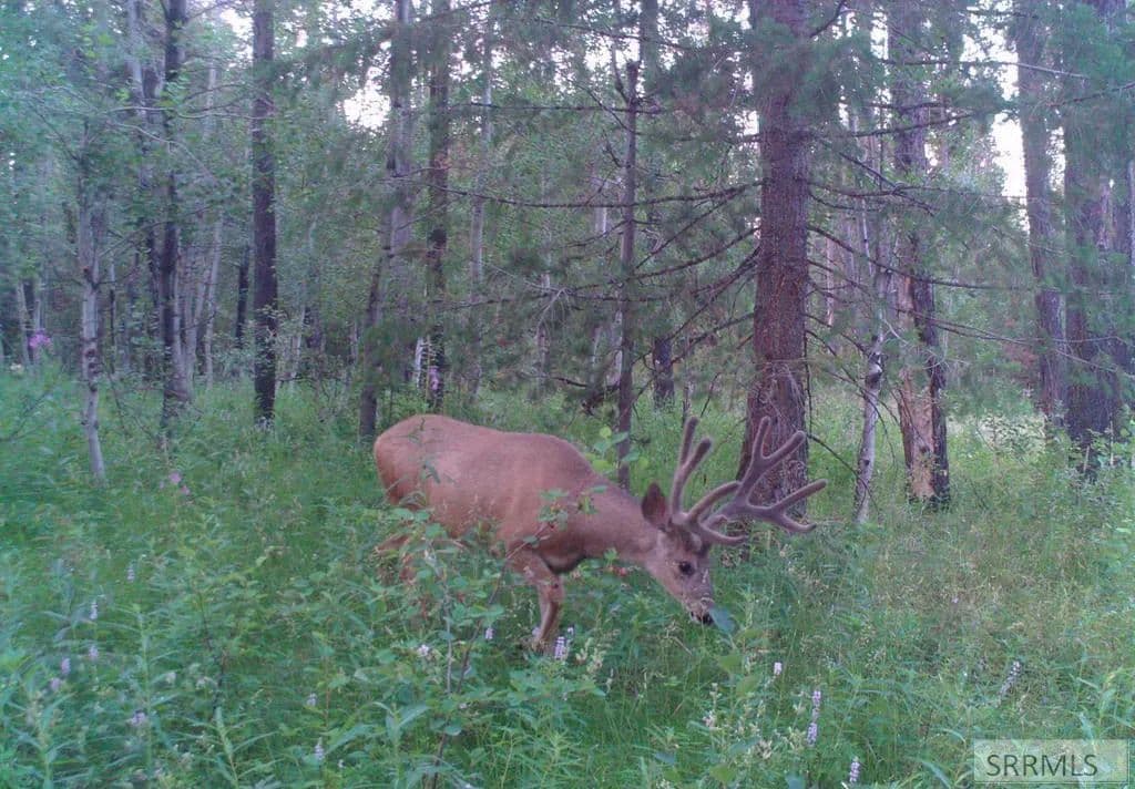 2 Acres of Land for Sale in Ashton, ID - Ashton, Idaho, 83420