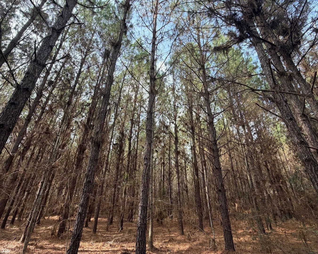 Rural Homesite & Recreational Tract - New Brockton, Alabama, 36351