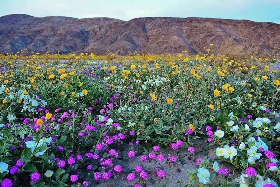 Vacant Land in Borrego Springs - Borrego Springs, California, 92004