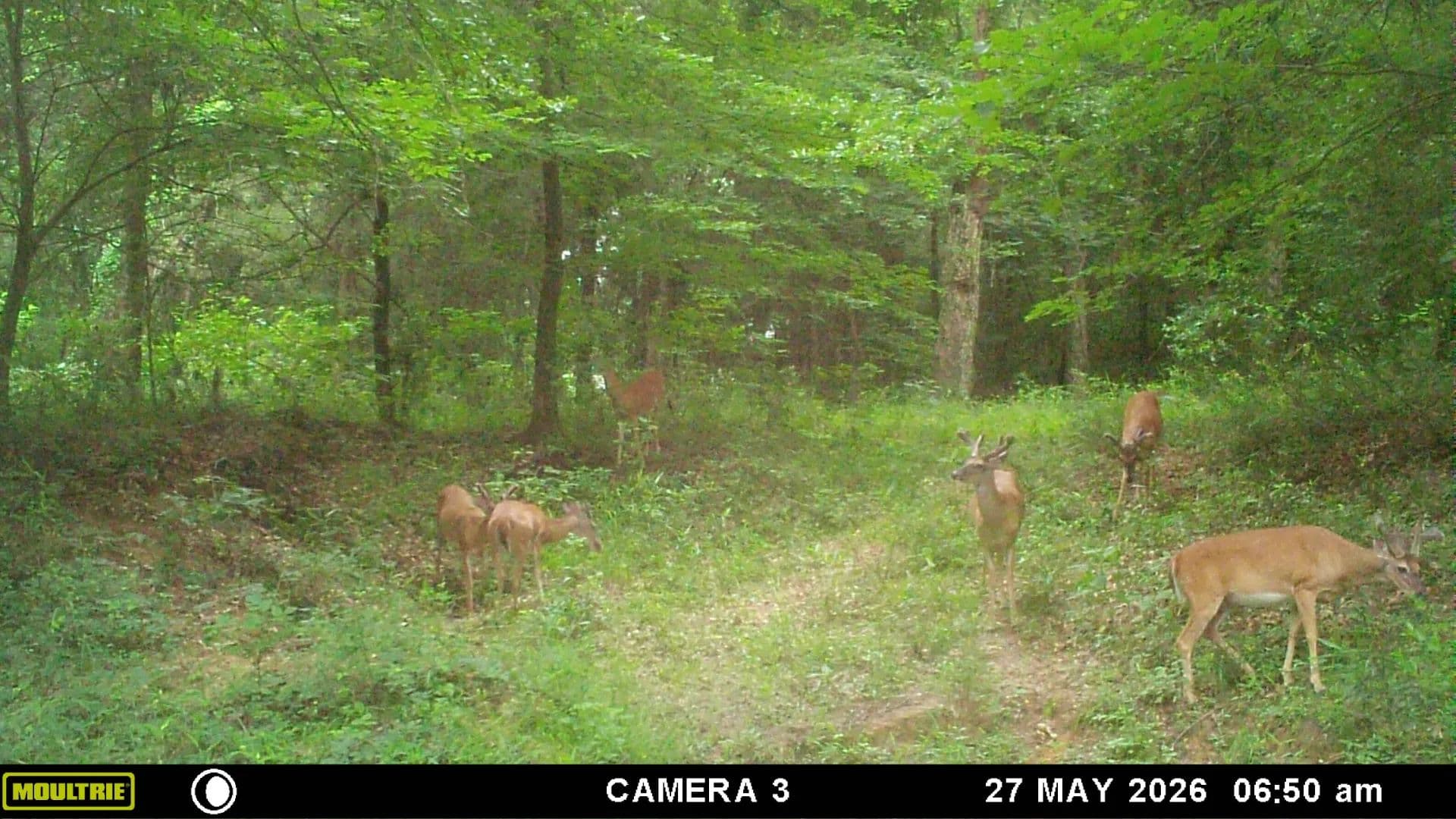 34± Acres with Sandy Creek | Prime Hunting Land in Oklahoma - Atoka, Oklahoma, 74525