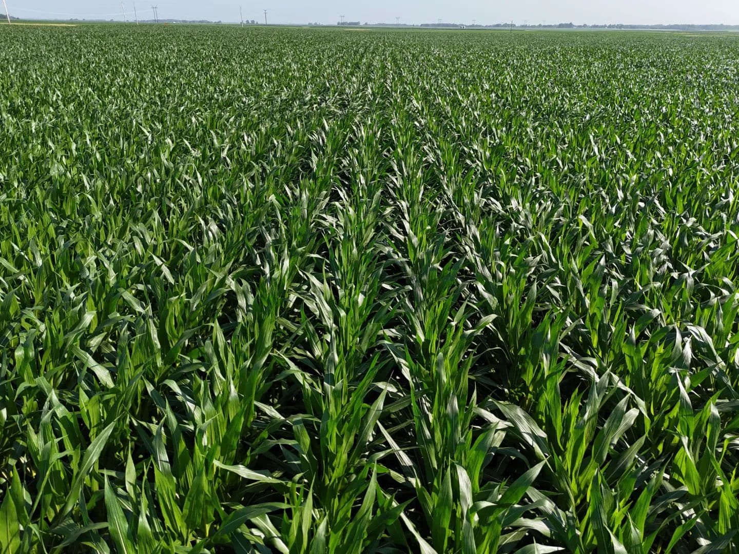 The Smith Farmland Auction | 109.54 +/- Acres | DeWitt County, IL - Waynesville, Illinois, 61778