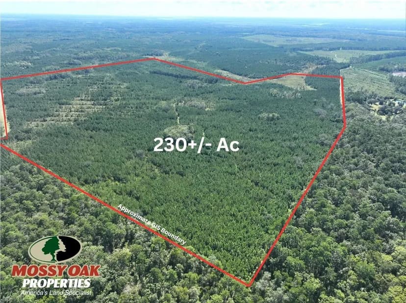 230+/- Ac Land for Sale Chaney Road Tract - Camden County, GA