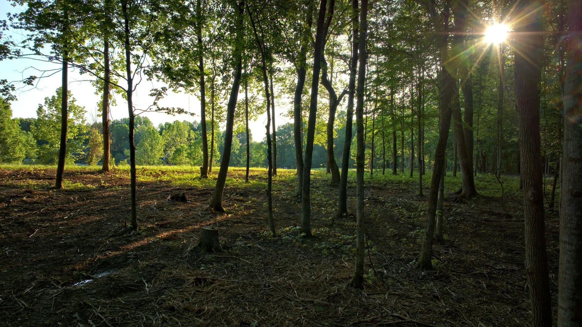 5.57 Acres of Land for Sale in Pleasant View, Tennessee - Pleasant View, Tennessee, 37146
