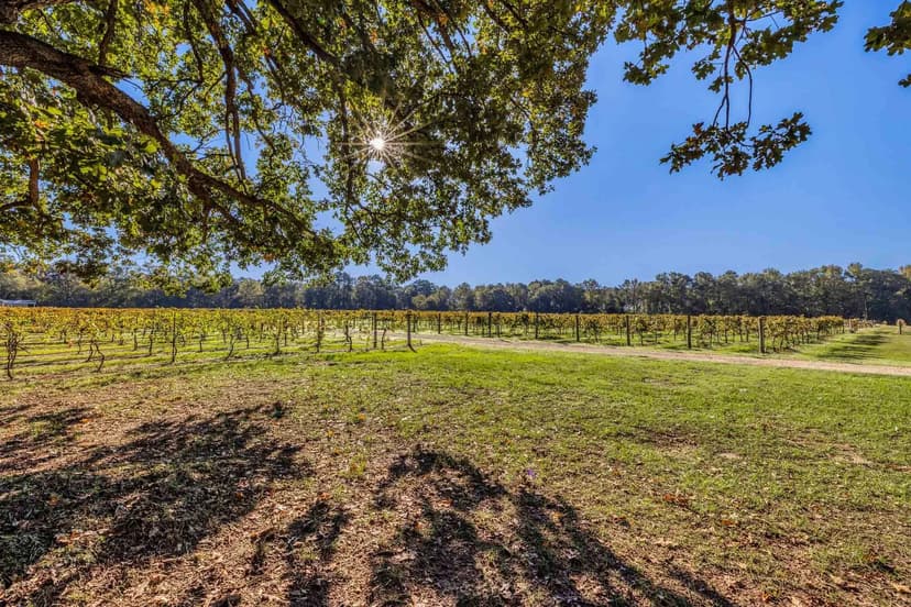 Camp County | Los Pinos Ranch Vineyards | S of Pittsburg