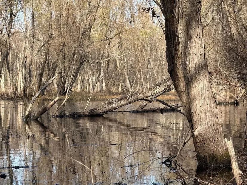 Quitman County, MS - Bland Road 91 Acres