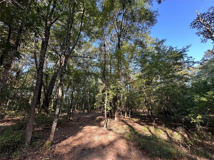 Scenic 10.13 Wooded Acres with mature oaks and pine trees!