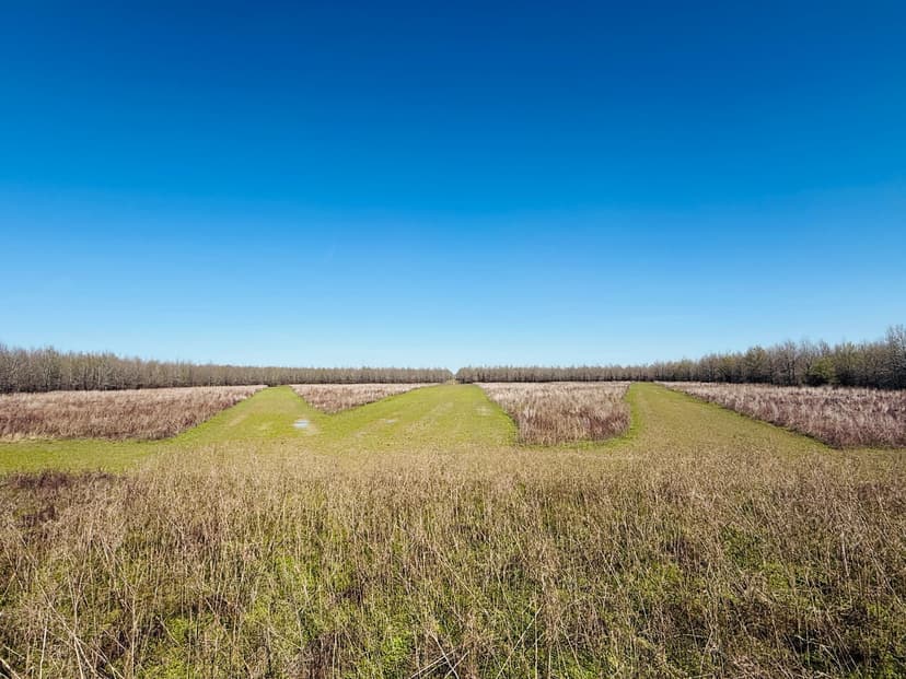 256.11 Acres in Sharkey County, MS