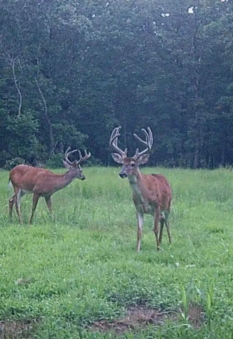 Newly Built 2-Bed, 2-Bath Home on 80+/-AC in Madison Co.